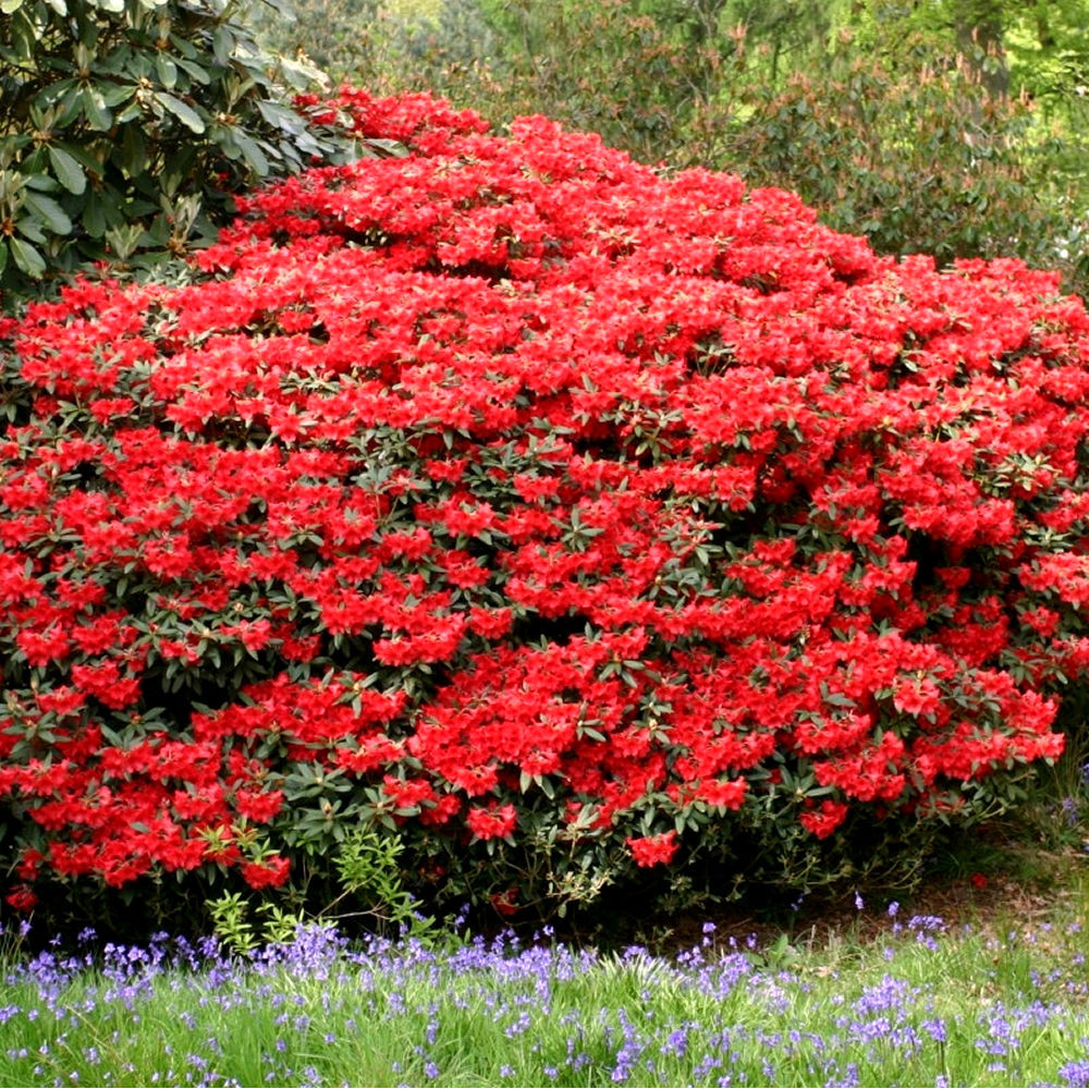 Рододендрон Baden-Baden 3 річний, Рододендрон Баден Баден, Rhododendron Baden-Baden - фото 5 - id-p452826381