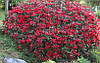 Рододендрон Baden-Baden 3 річний, Рододендрон Баден Баден, Rhododendron Baden-Baden, фото 6