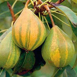 Новинка! Азіатська груша "Карамелька" (сорт нової, незвичайної української селекції)