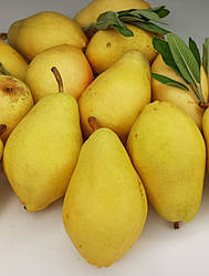 Новинка! «Легенда Карпат» (крупноплідний, імунний до парші сорт)