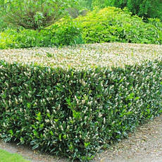 Лавровишня лікарська Otto Luyken 2 річна, Лавровишня лекарственная Отто Люкен, Prunus laurocerasus Otto Luyken, фото 4