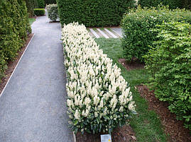 Лавровишня лікарська Otto Luyken 2 річна, Лавровишня лекарственная Отто Люкен, Prunus laurocerasus Otto Luyken, фото 2