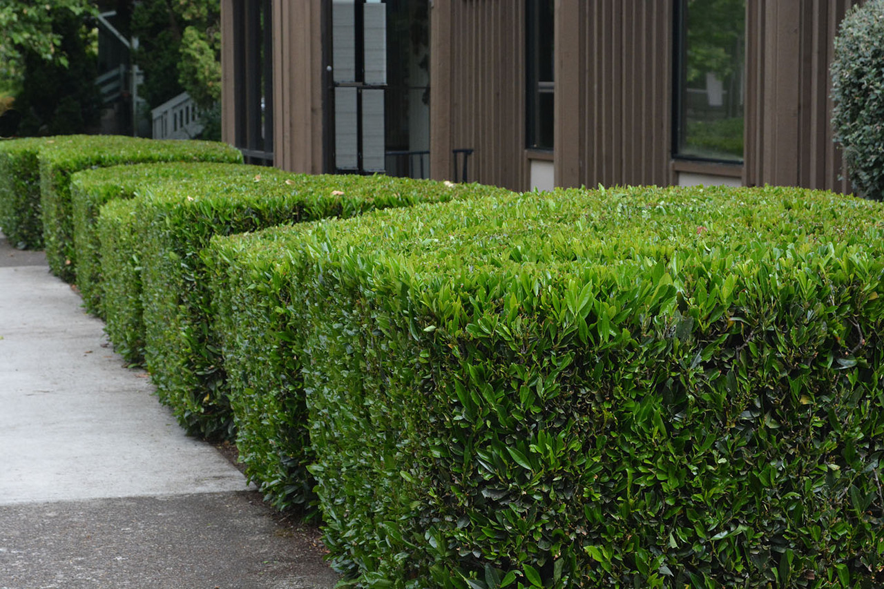 Лавровишня лікарська Otto Luyken 2 річна, Лавровишня лекарственная Отто Люкен, Prunus laurocerasus Otto Luyken