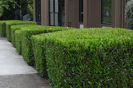 Лавровишня лікарська Otto Luyken 2 річна, Лавровишня лекарственная Отто Люкен, Prunus laurocerasus Otto Luyken, фото 1