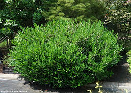 Лавровишня лікарська Otto Luyken 2 річна, Лавровишня лекарственная Отто Люкен, Prunus laurocerasus Otto Luyken, фото 5