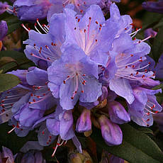 Рододендрон щільний Blue Tit 3 річний, Рододендрон плотный Блю Тит, Rhododendron Blue Tit, фото 4