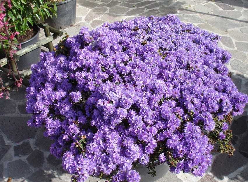 Рододендрон щільний Blue Tit 3 річний, Рододендрон плотный Блю Тит, Rhododendron Blue Tit