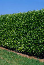 Лавровишня лікарська Caucasica 3 річна, Лавровишня лекарственная Кавказика, Prunus laurocerasus Caucasica, фото 2