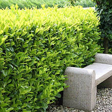 Лавровишня лікарська Caucasica 3 річна, Лавровишня лекарственная Кавказика, Prunus laurocerasus Caucasica, фото 3