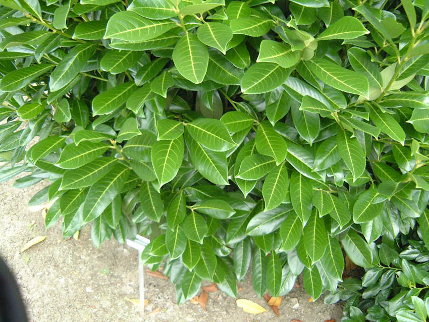 Лавровишня лікарська Caucasica 3 річна, Лавровишня лекарственная Кавказика, Prunus laurocerasus Caucasica