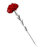 Гвоздика оксамитова оксамит, 60 см, фото 2