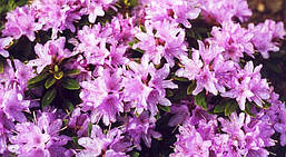 Рододендрон щільний Buchlovice 3 річний, Рододендрон щільний Buchlovice, Rhododendron Buchlovice, фото 2