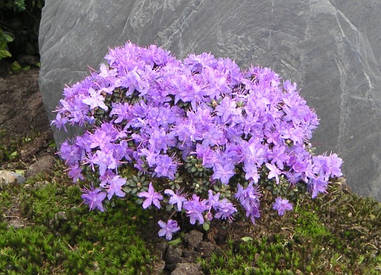 Рододендрон щільний Buchlovice 3 річний, Рододендрон щільний Buchlovice, Rhododendron Buchlovice