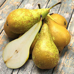 Груша "Конференція" (плодоношення регулярне, гілки рясно покриті плодами)
