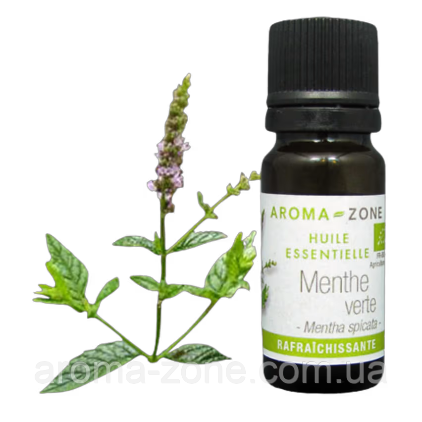 М'ята колосиста (Mentha spicata) BIO Об'єм: 10 мл