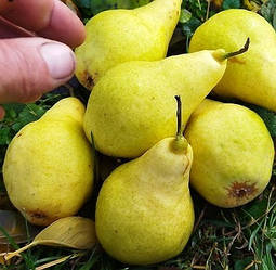 Груша "Бере Київська" (на смак ніжні, солодкі, дуже соковиті)