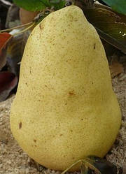 Новинка! Груша "Християнка" (сорт виведений на Львівській дослідній станції)