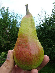 Новинка!  Груша "Амфора" (Чеський сорт, достигають на початку жовтня)