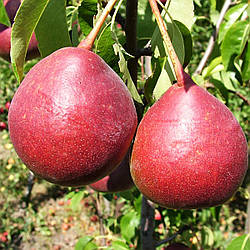 Новинка! Груша "Діколор" (плоди смачні і красиві, зберігаються до квітня.)