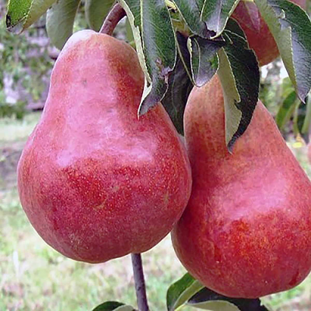 Груша "Генерал Тотлебен" (карликовий сорт, плоди до 500 гр), фото 1