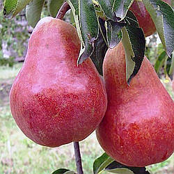 Груша "Генерал Тотлебен" (карликовий сорт, плоди до 500 гр)