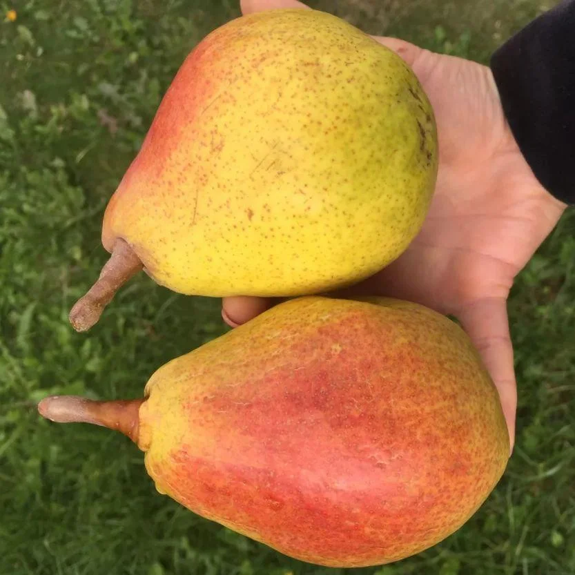 Новинка! Груша "Крупноплідна" (урожайний сорт з важкими і великими плодами), фото 1