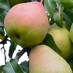 Груша "Давид" (новий німецький сорт)