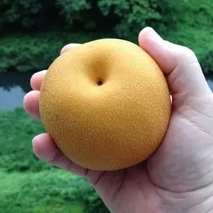 Груша азіатська «Шин-лі» (один із найкращих сортів азіатських груш), фото 1