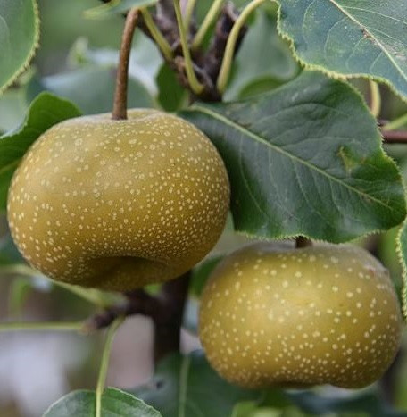 Азіатська груша "Міленіум" (сорт стійкий до парші та борошнистої роси), фото 1