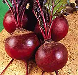 Буряк Детройт круглий, 5 г, фото 3