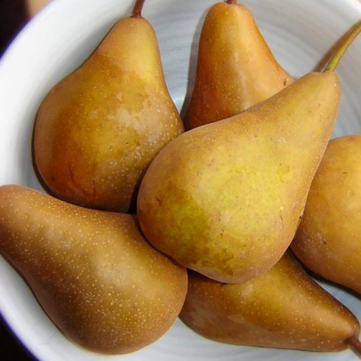 Груша пірамідальна "Бере люка" (не потребує спеціального догляду), фото 1