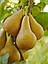 Груша пірамідальна "Бере люка" (не потребує спеціального догляду), фото 3