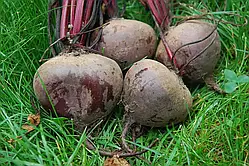 Буряк Ред Бул круглий, 20 г