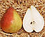 Груша "Десертна" (відзначається стійкістю до парші, а також інших хвороб), фото 2