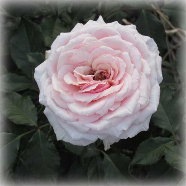 Троянда штамбова японська Цумугі (Tsumugi), фото 1