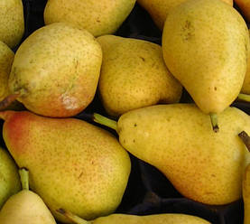 Груша пірамідальна "Кіффер" (американський сорт, середнього терміну дозрівання)