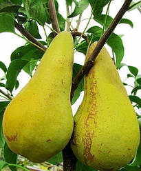 Груша "Конкорд" (сорт англійської селекції з дуже важкими плодами)