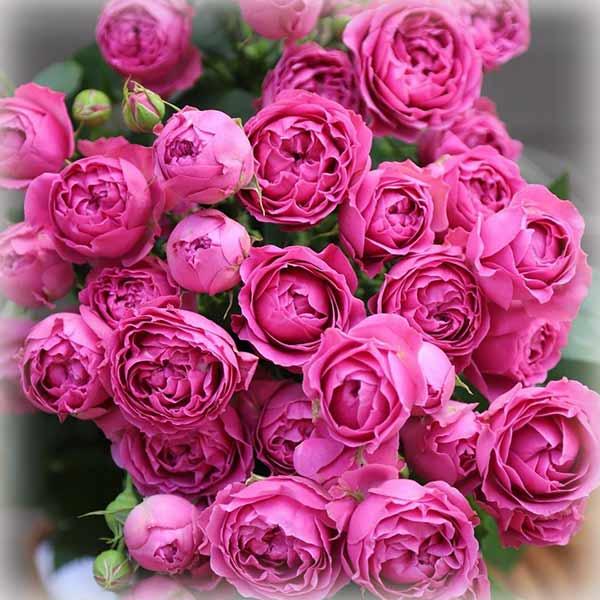 Троянда Місті Баблс (Misty Bubbles), спрей в контейнері, фото 1