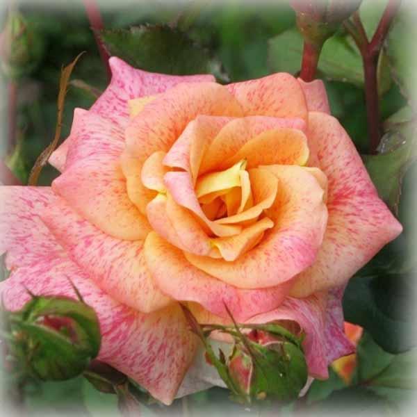 Троянда Мішель Серро (Michel Serrault), флорибунда в контейнері, фото 1