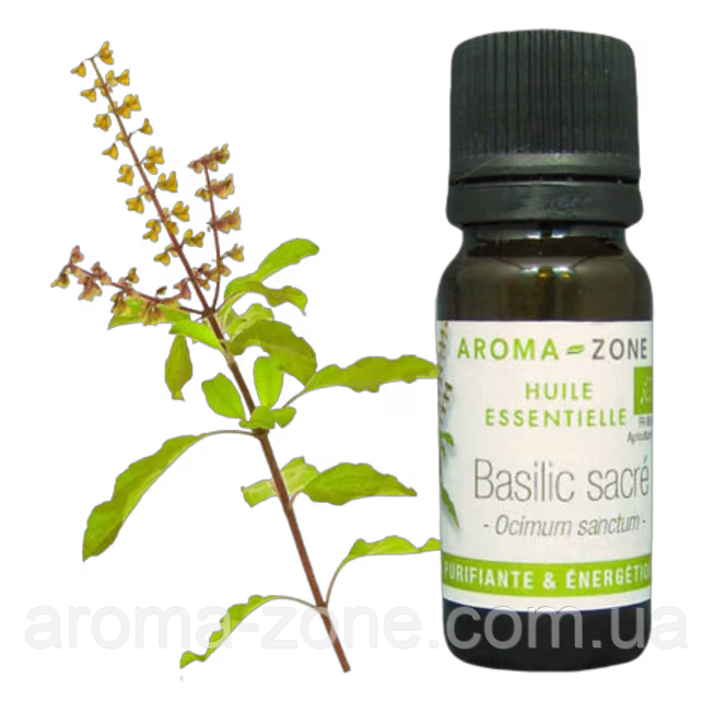 Базилік священний (Ocimum sanctum) BIO Об'єм: 10 мл