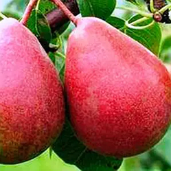 Груша "Ред Фаворитка" (американський сорт, дозріває у серпні)