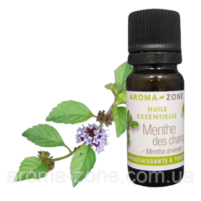 М'ята польова (Mentha arvensis) Об'єм: 30 мл