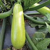 Язума F1 насіння кабачка (500 нас.) Kitano, фото 2