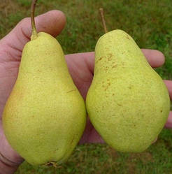 Груша "Сілк Кінг" (це ранній і дуже врожайний сорт груш)