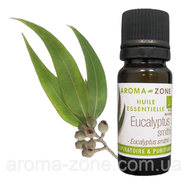 Евкаліпт Сміта (Eucalyptus smithii) BIO Об'єм: 100 мл