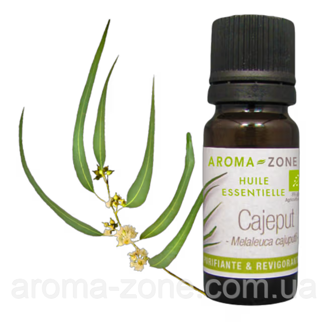 Каяпут (Melaleuca cajuputii) 30 мл