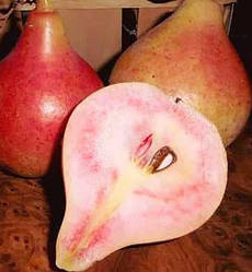 Груша "Весільна" (Український сорт, раннього терміну дозрівання)