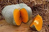 Гарбуз Сампсон F1, 5 шт, фото 2