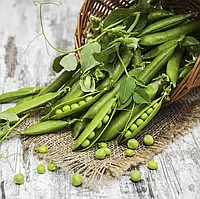 Горох Грунді, SG, 100 000 шт