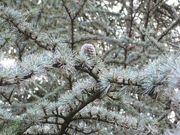 Кедр атласький Glauca 3 річний, Кедр атласский Глаука, Cedrus atlantica Glauca